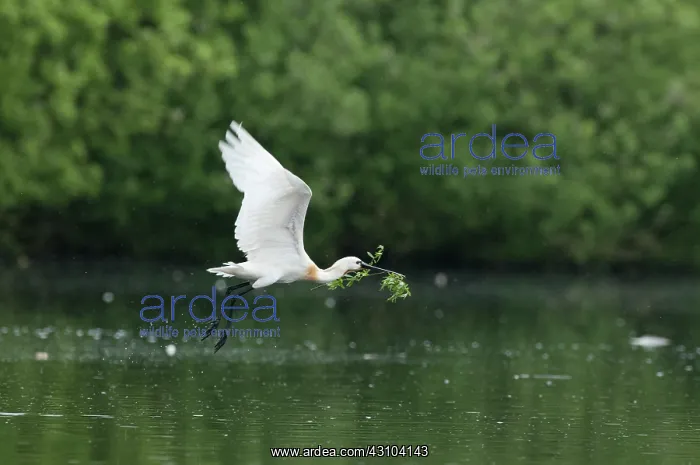 : Eurasian Spoonbill : Eurasian Spoonbill