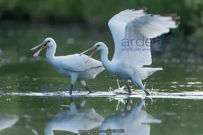 : Eurasian Spoonbill : Eurasian Spoonbill