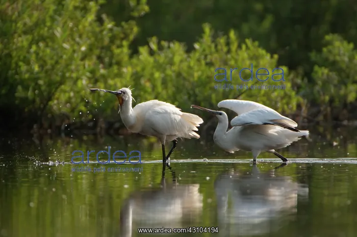 : Eurasian Spoonbill : Eurasian Spoonbill