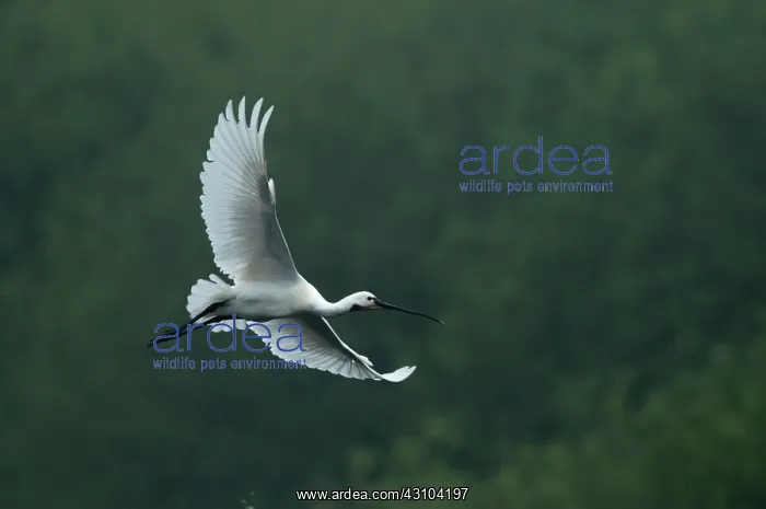 : Eurasian Spoonbill : Eurasian Spoonbill