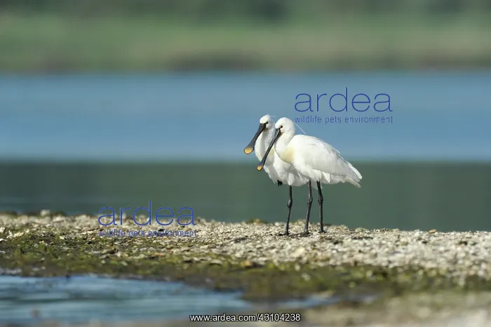 : Eurasian Spoonbill : Eurasian Spoonbill