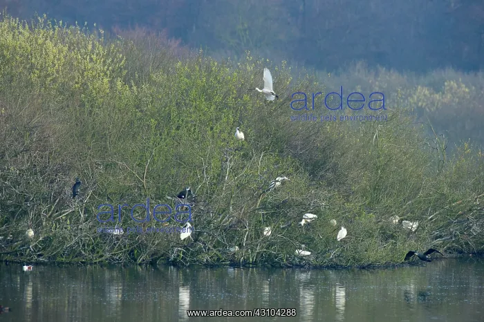 : Eurasian Spoonbill : Eurasian Spoonbill
