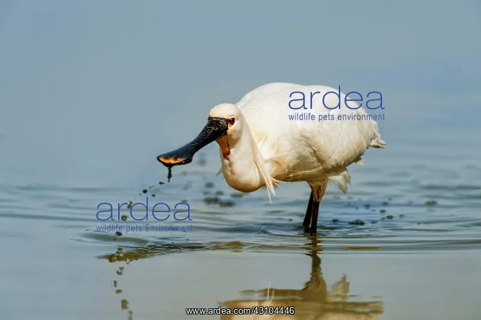 : Eurasian Spoonbill : Eurasian Spoonbill