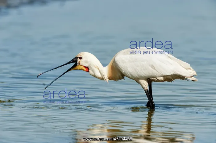 : Eurasian Spoonbill : Eurasian Spoonbill