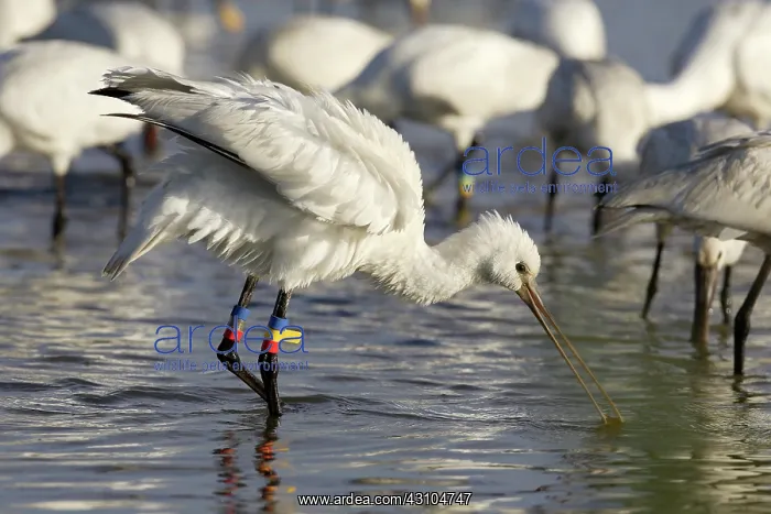 : Eurasian Spoonbill : Eurasian Spoonbill