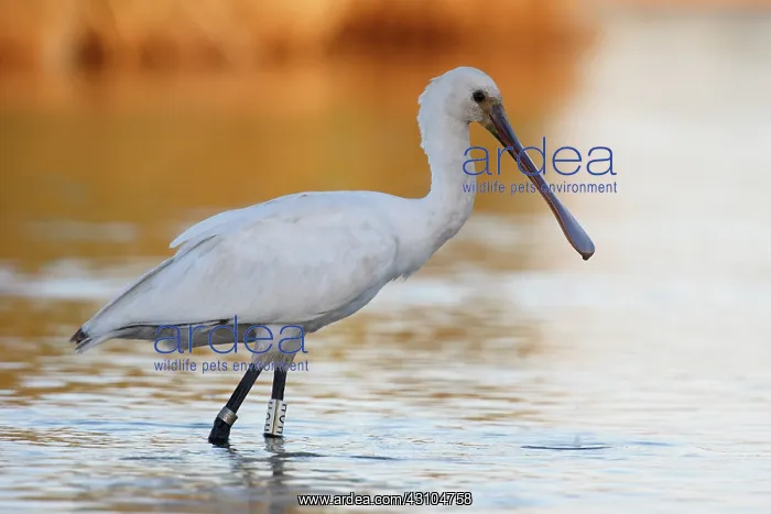 : Eurasian Spoonbill : Eurasian Spoonbill