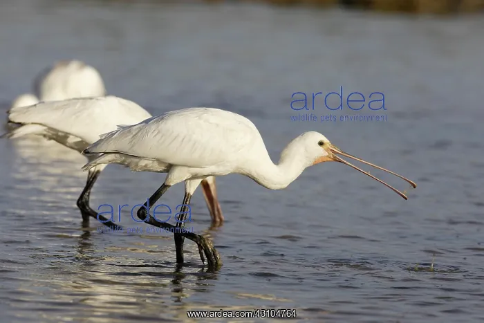 : Eurasian Spoonbill : Eurasian Spoonbill