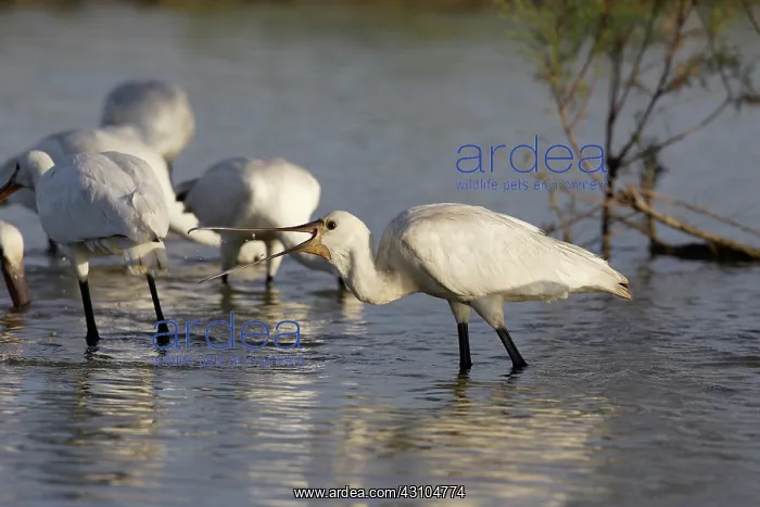 : Eurasian Spoonbill : Eurasian Spoonbill