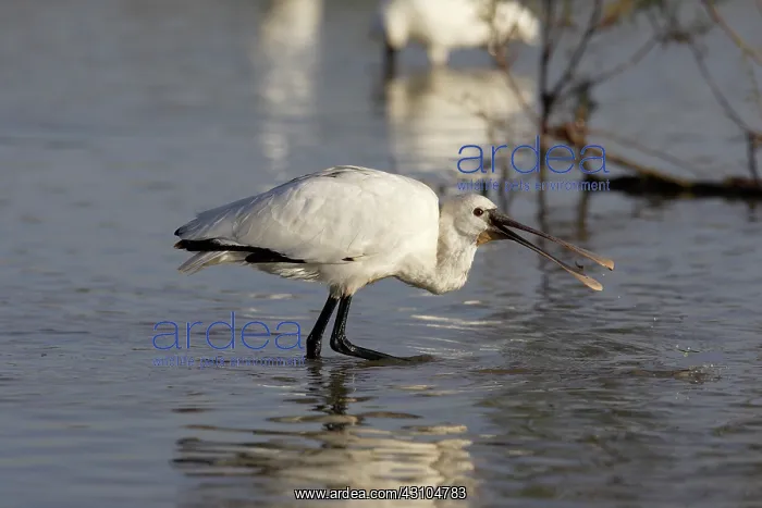 : Eurasian Spoonbill : Eurasian Spoonbill