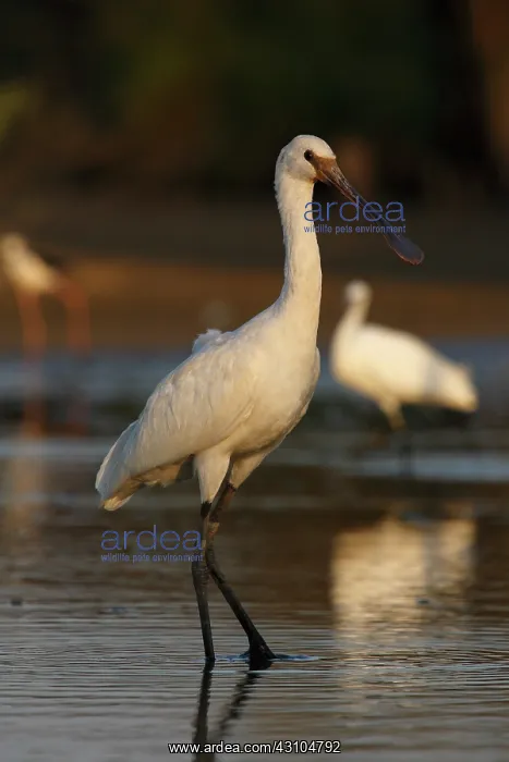 : Eurasian Spoonbill : Eurasian Spoonbill