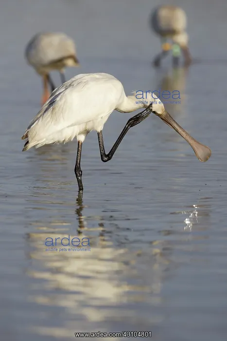 : Eurasian Spoonbill : Eurasian Spoonbill