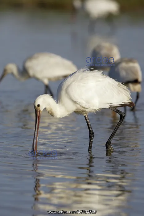 : Eurasian Spoonbill : Eurasian Spoonbill