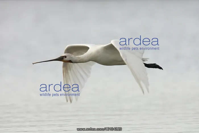 : Eurasian Spoonbill : Eurasian Spoonbill