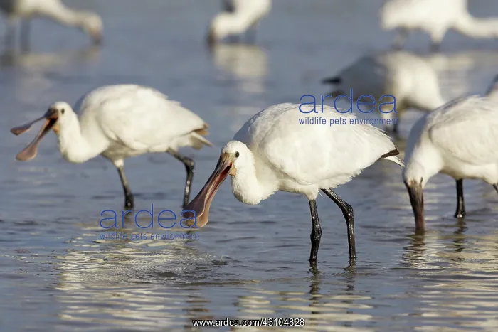 : Eurasian Spoonbill : Eurasian Spoonbill