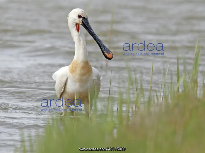 : Eurasian Spoonbill : Eurasian Spoonbill