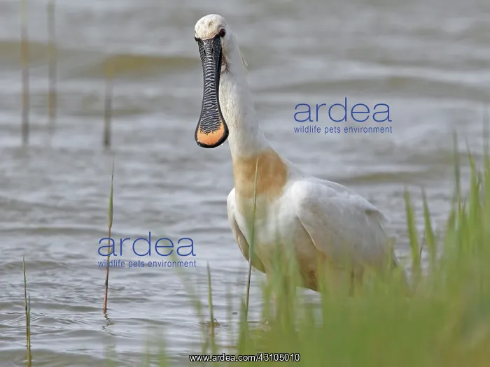 : Eurasian Spoonbill : Eurasian Spoonbill