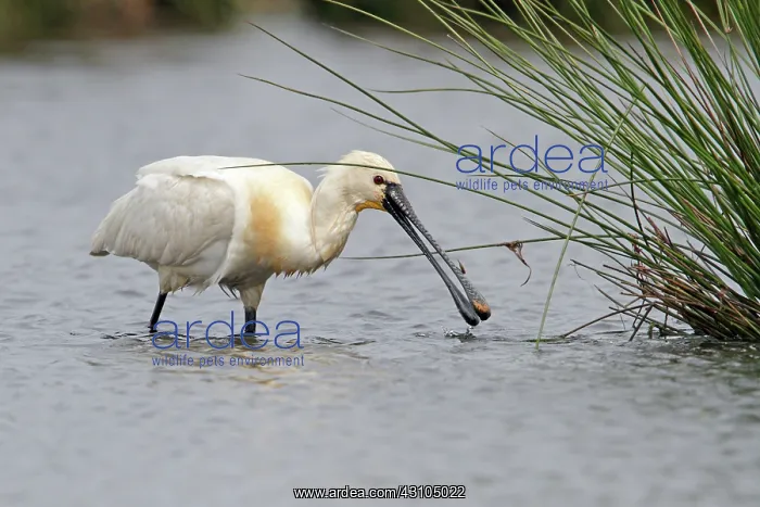 : Eurasian Spoonbill : Eurasian Spoonbill