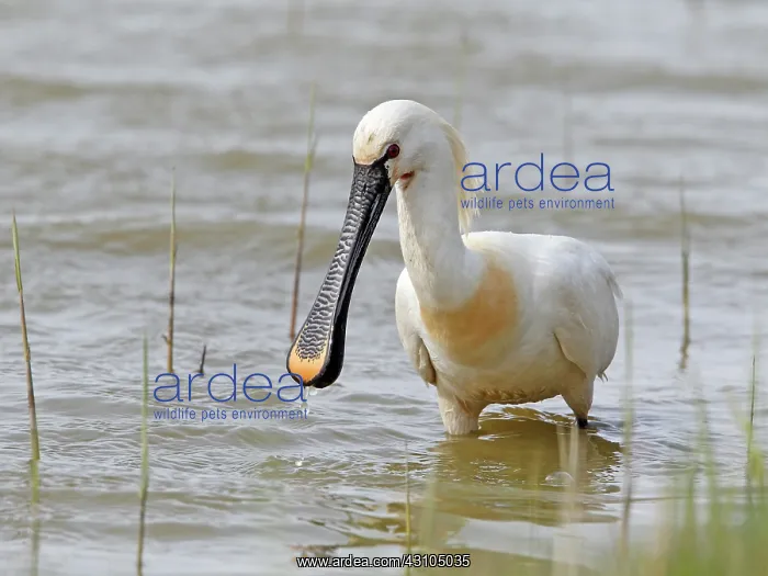 : Eurasian Spoonbill : Eurasian Spoonbill