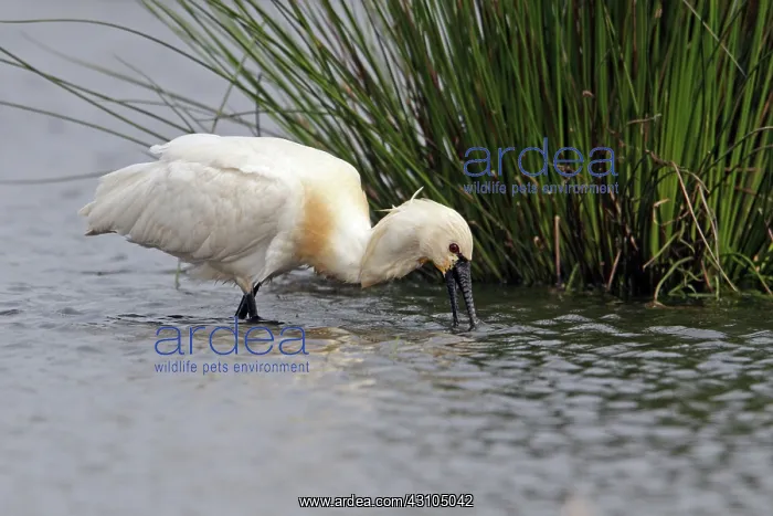 : Eurasian Spoonbill : Eurasian Spoonbill