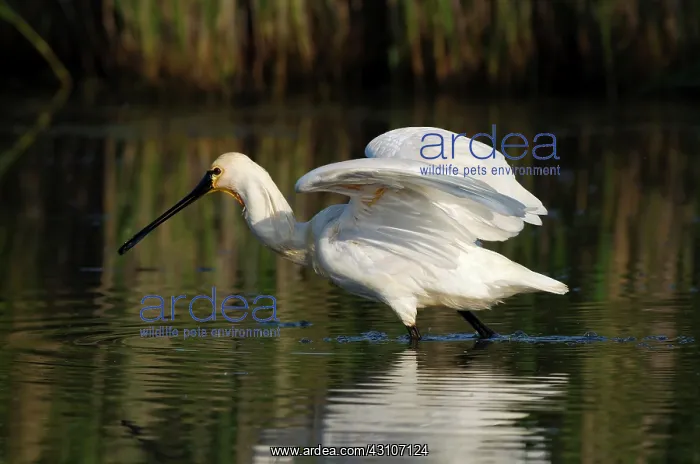 : Eurasian Spoonbill : Eurasian Spoonbill