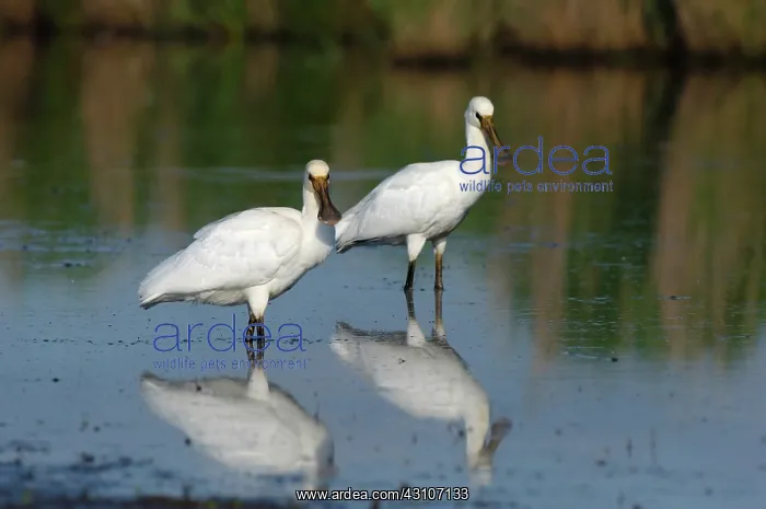 : Eurasian Spoonbill : Eurasian Spoonbill