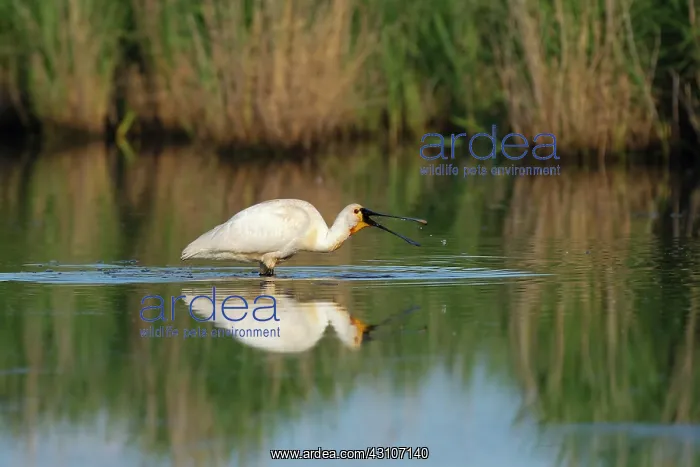 : Eurasian Spoonbill : Eurasian Spoonbill
