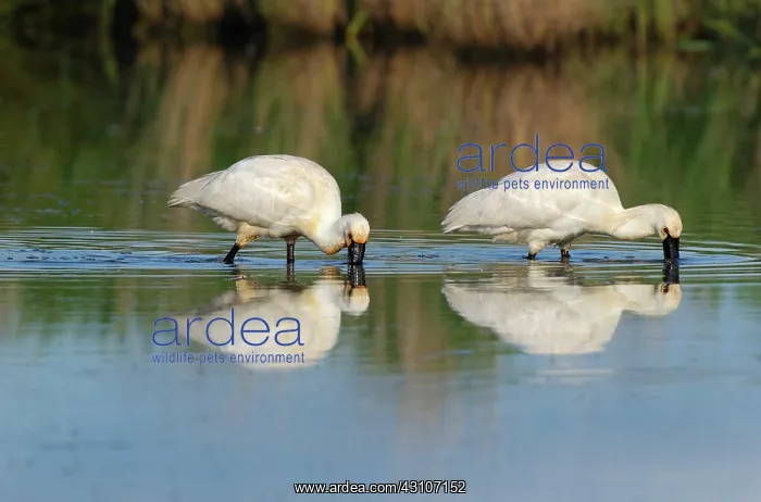 : Eurasian Spoonbill : Eurasian Spoonbill