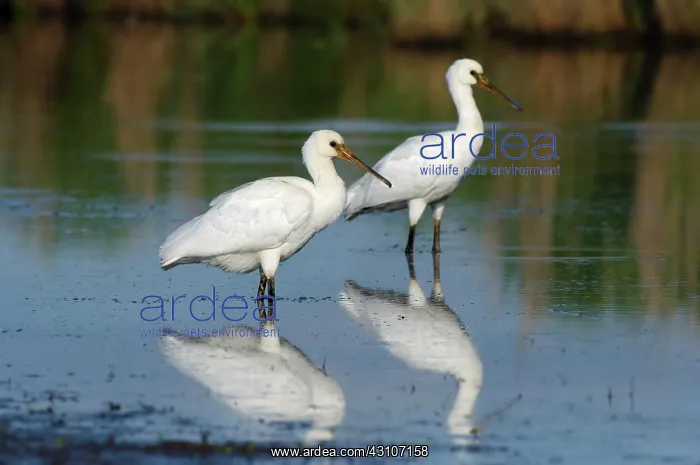 : Eurasian Spoonbill : Eurasian Spoonbill