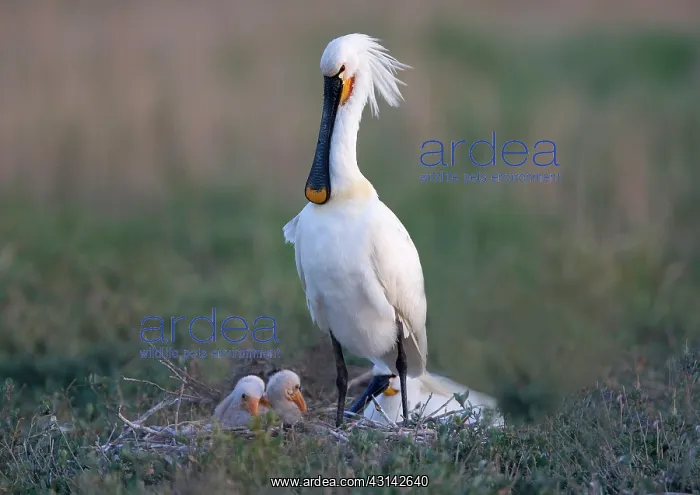 : Eurasian Spoonbill : Eurasian Spoonbill