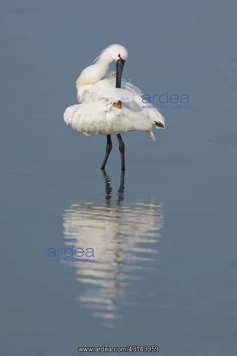 : Eurasian Spoonbill : Eurasian Spoonbill