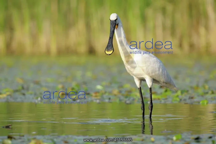 : Eurasian Spoonbill : Eurasian Spoonbill