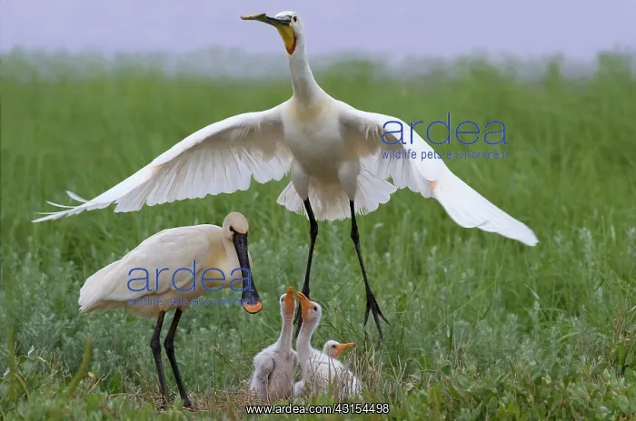 : Eurasian Spoonbill : Eurasian Spoonbill