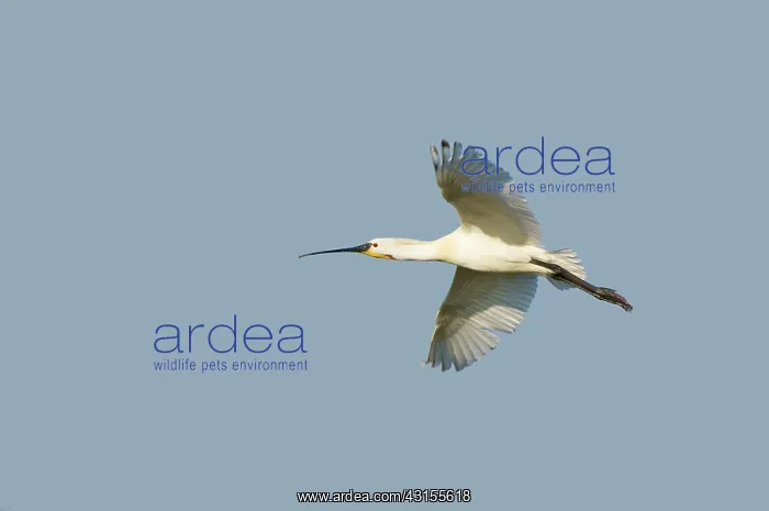 : Eurasian Spoonbill : Eurasian Spoonbill