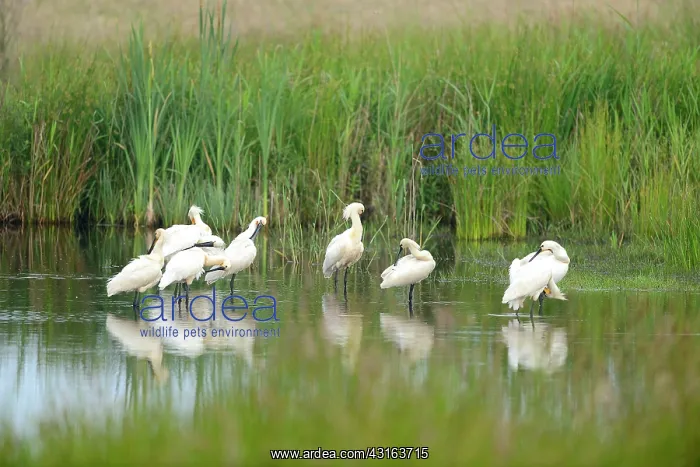 : Eurasian Spoonbill : Eurasian Spoonbill