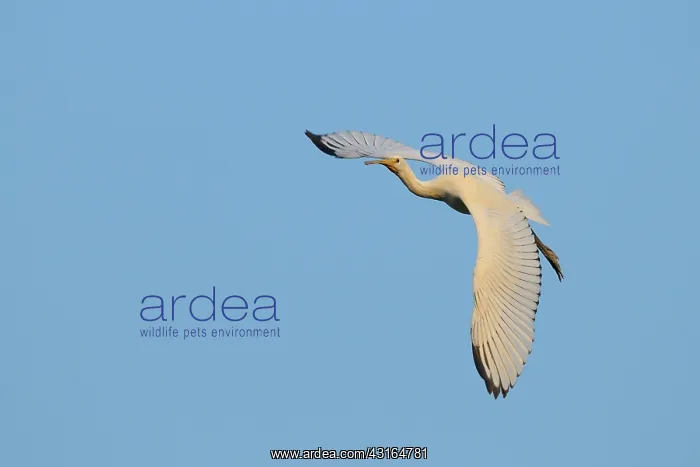 : Eurasian Spoonbill : Eurasian Spoonbill