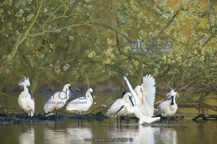 : Eurasian Spoonbill : Eurasian Spoonbill