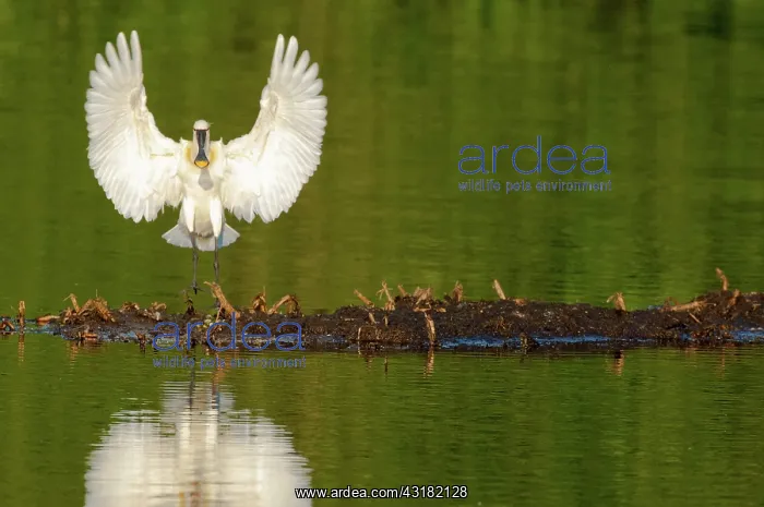 : Eurasian Spoonbill : Eurasian Spoonbill