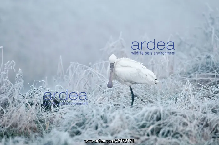 : Eurasian Spoonbill : Eurasian Spoonbill