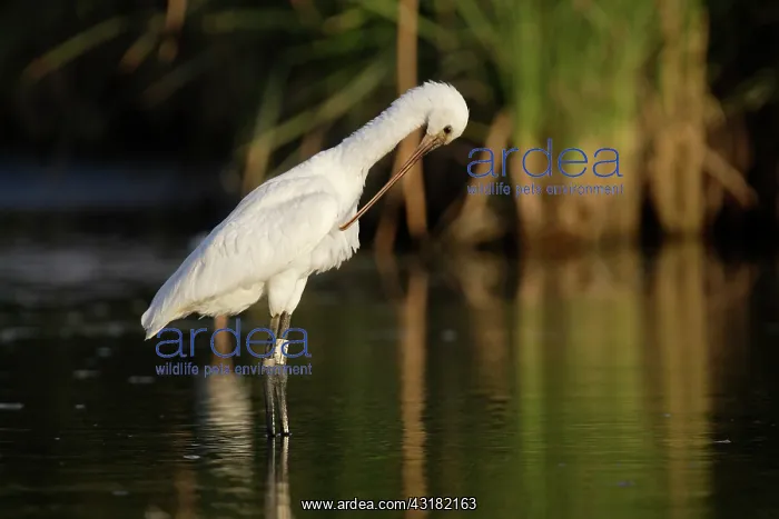 : Eurasian Spoonbill : Eurasian Spoonbill