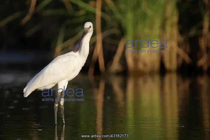 : Eurasian Spoonbill : Eurasian Spoonbill