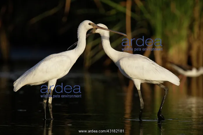 : Eurasian Spoonbill : Eurasian Spoonbill
