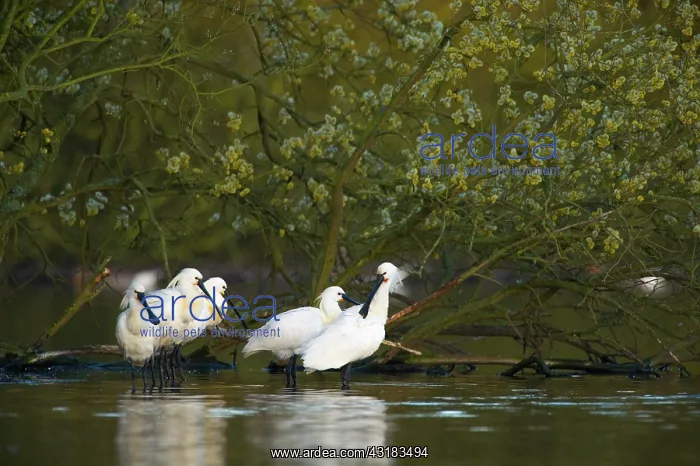 : Eurasian Spoonbill : Eurasian Spoonbill