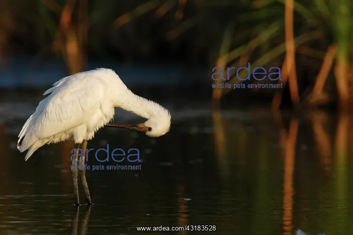: Eurasian Spoonbill : Eurasian Spoonbill