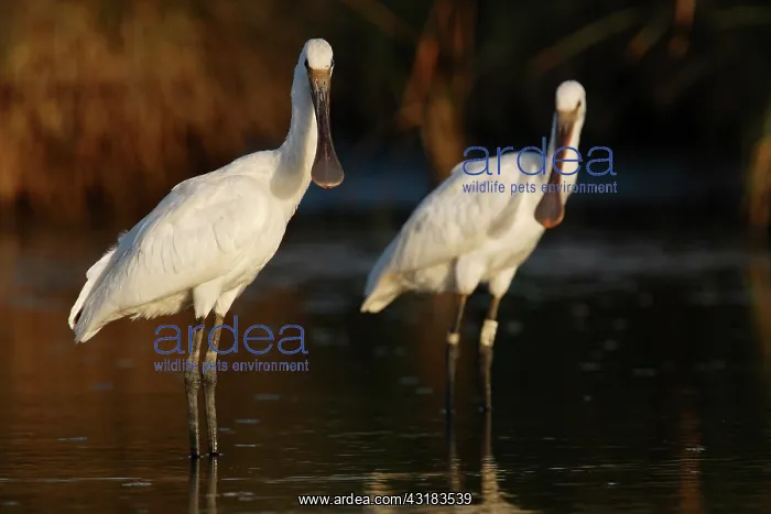 : Eurasian Spoonbill : Eurasian Spoonbill