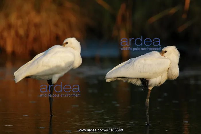 : Eurasian Spoonbill : Eurasian Spoonbill