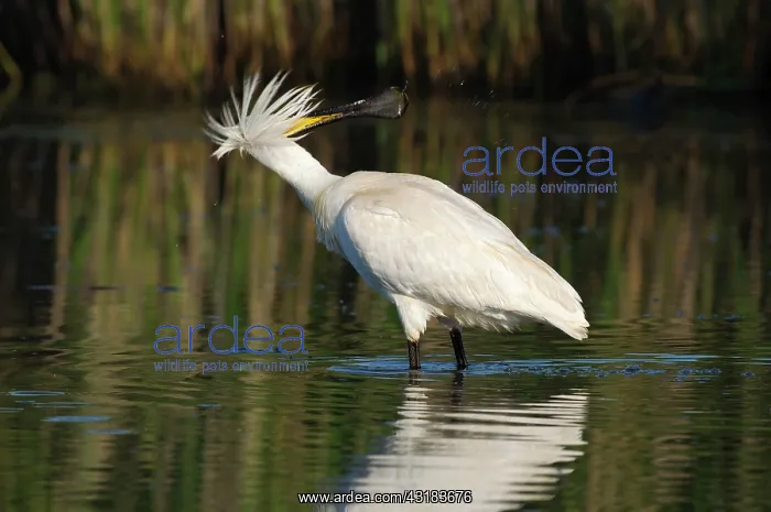 : Eurasian Spoonbill : Eurasian Spoonbill