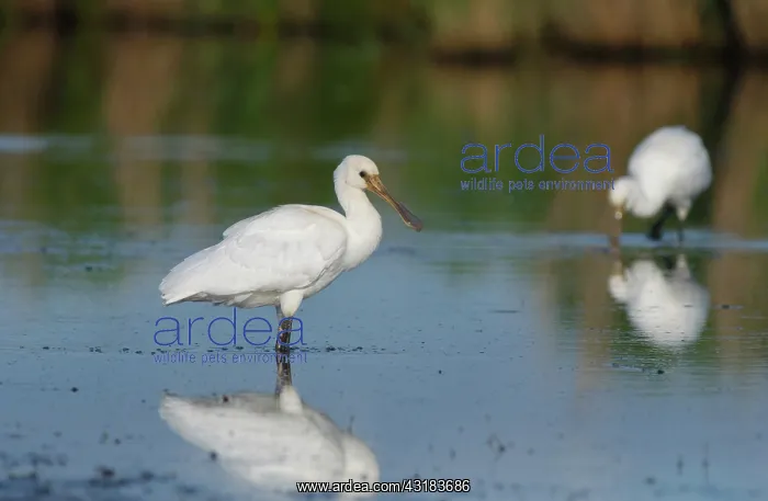 : Eurasian Spoonbill : Eurasian Spoonbill