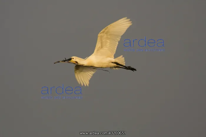 : Eurasian Spoonbill : Eurasian Spoonbill