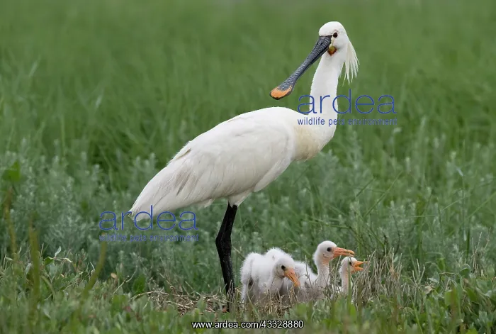 : Eurasian Spoonbill : Eurasian Spoonbill