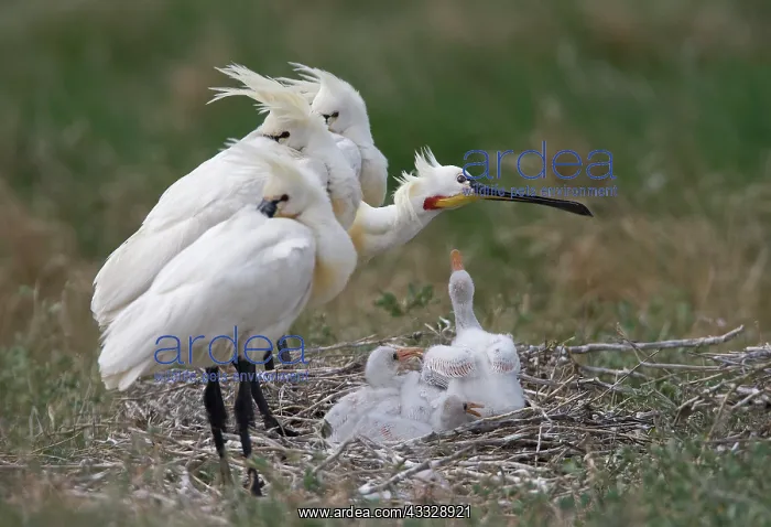 : Eurasian Spoonbill : Eurasian Spoonbill